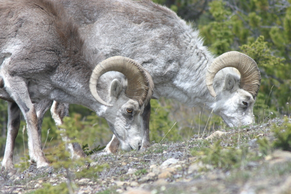 Wildlife Along the Alaska Highway